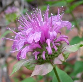 Flower Seeds, Seeds,Seeds For Planting,Plant Seeds