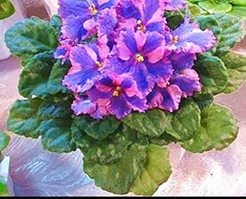 Flower Seeds, Seeds,Seeds For Planting,Plant Seeds