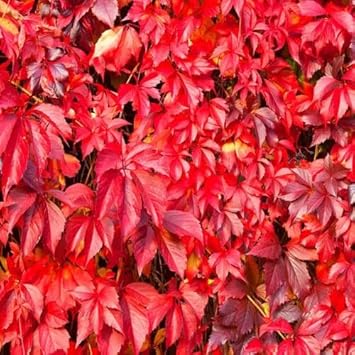 Parthenocissus Flower Seeds for Planting – Pollinator Friendly, Heirloom, Non-GMO, High Germination Organic Garden Seeds