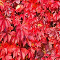 Parthenocissus Flower Seeds for Planting – Heirloom, Non-GMO Wildflower Mix Garden Seeds