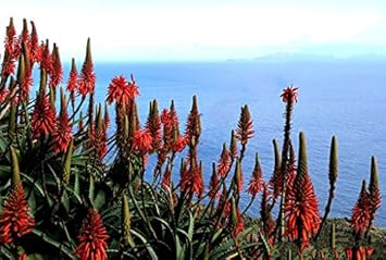 Herb Seeds,Garden seeds, Seeds For Planting,Plant Seeds