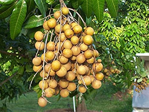 Dimocarpus Fruit Seeds for Planting – Heirloom, Non-GMO Tropical Fruit Tree Garden Seeds for High Yield