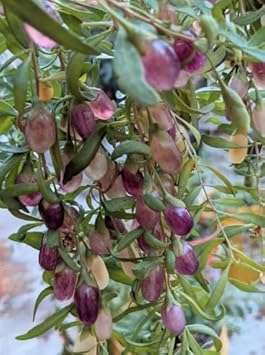 Fruit Seeds,Garden seeds, Seeds For Planting,Plant Seeds