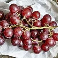 Fruit Seeds,Garden seeds, Seeds For Planting,Plant Seeds