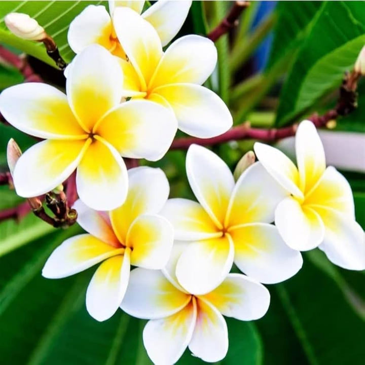 Plumeria Flower Seeds for Planting – Shade Tolerant, Heirloom & Non-GMO Seeds for Organic Garden