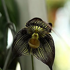 Flower Seeds, Seeds,Seeds For Planting,Plant Seeds