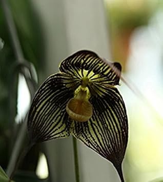 Flower Seeds, Seeds,Seeds For Planting,Plant Seeds