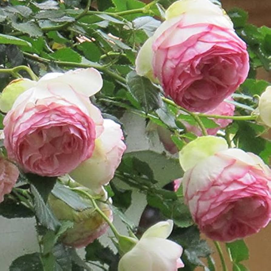 Green Pink Rose Heirloom Flower Seeds for Planting – Non-GMO, High Germination Organic Garden Seeds