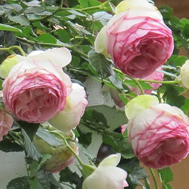Green Pink Rose Heirloom Flower Seeds for Planting – Non-GMO, High Germination Organic Garden Seeds