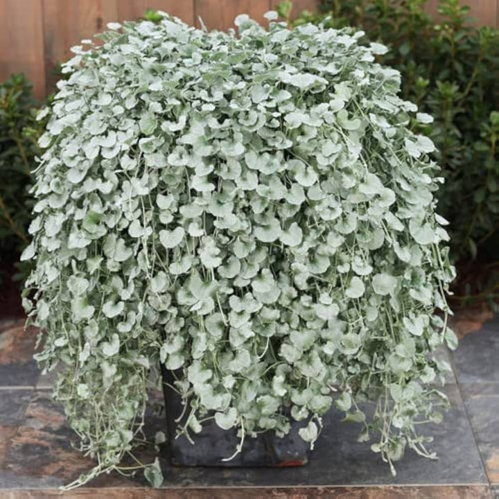 Silver Dichondra Flower Seeds for Planting – Heirloom Non-GMO Organic Garden Seeds, High Germination