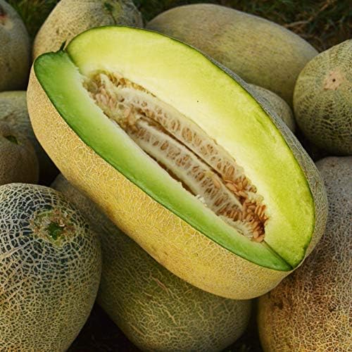 Bateekh Samara Melon fruit seeds for planting – Heirloom & Non-GMO garden seeds, sweet refreshing variety