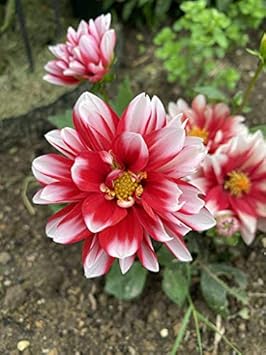 Flower Seeds, Seeds,Seeds For Planting,Plant Seeds