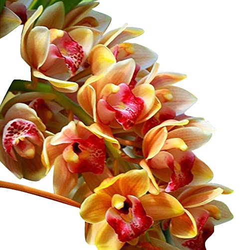 Cymbidium Maxillaria Flower Seeds for Planting – Heirloom, Non-GMO, Fragrant Blossoms, High Germination