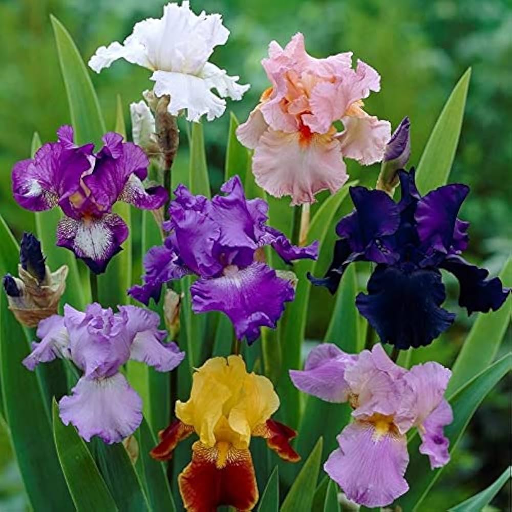 Iris Flower Seeds for Planting – Premium Quality Heirloom Non-GMO Seeds for Home Garden