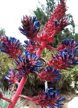 Flower Seeds, Seeds,Seeds For Planting,Plant Seeds