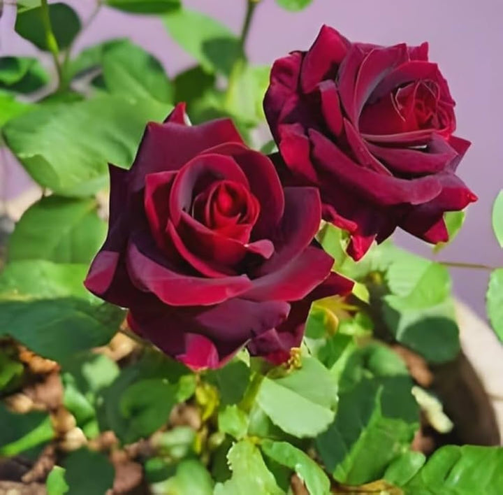 Dark Red Holland Rose Flower Seeds for Planting – Heirloom, Non-GMO, High Germination Organic Garden Seeds
