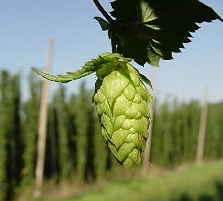Green Humulus Lupulus Flower seeds for Planting - Cut Flower Favorite, Heirloom &amp; GMO Free Seeds for Home Garden