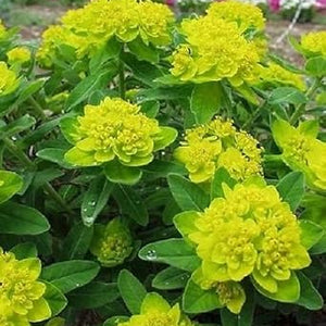 Flower Seeds, Seeds,Seeds For Planting,Plant Seeds