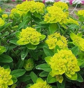 Flower Seeds, Seeds,Seeds For Planting,Plant Seeds