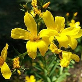 Flower Seeds, Seeds,Seeds For Planting,Plant Seeds
