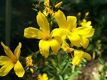 Flower Seeds, Seeds,Seeds For Planting,Plant Seeds