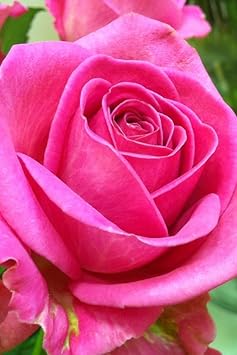 Flower Seeds, Seeds,Seeds For Planting,Plant Seeds