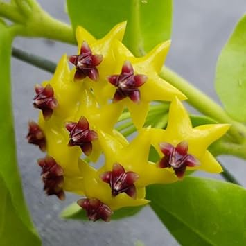 Flower Seeds, Seeds,Seeds For Planting,Plant Seeds