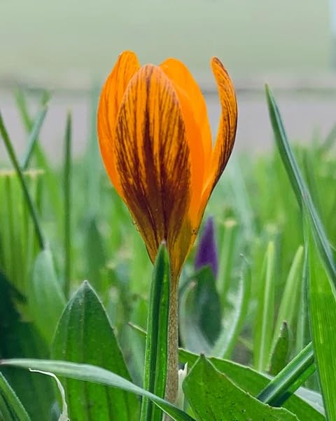 Orange Crocus Flower seeds for Planting – Vibrant Colors, Heirloom, Non-GMO Seeds for Home Garden