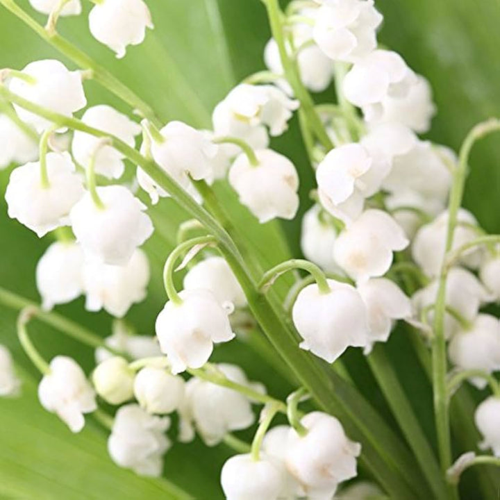 White Bell Orchid Flower Seeds for Planting – Heirloom, Non-GMO, Premium Quality, High Germination