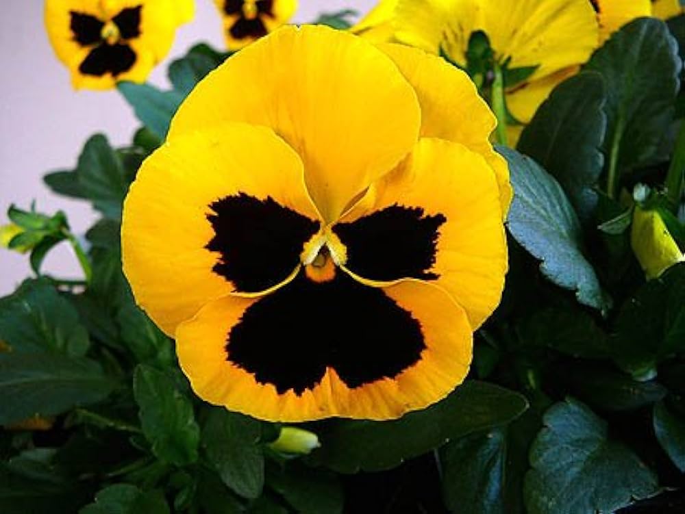 Yellow Black Pansy Flower Seeds for Planting - Low Maintenance, Heirloom & Non-GMO Organic Garden Seeds