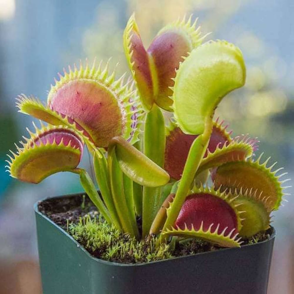 Carnivorous Flower seeds for Planting - Pollinator Friendly, Heirloom &amp; GMO Free Seeds for Home Garden