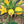 Yellow Zucchini Squash Seeds for Planting – Heirloom & Non-GMO Vegetable Seeds
