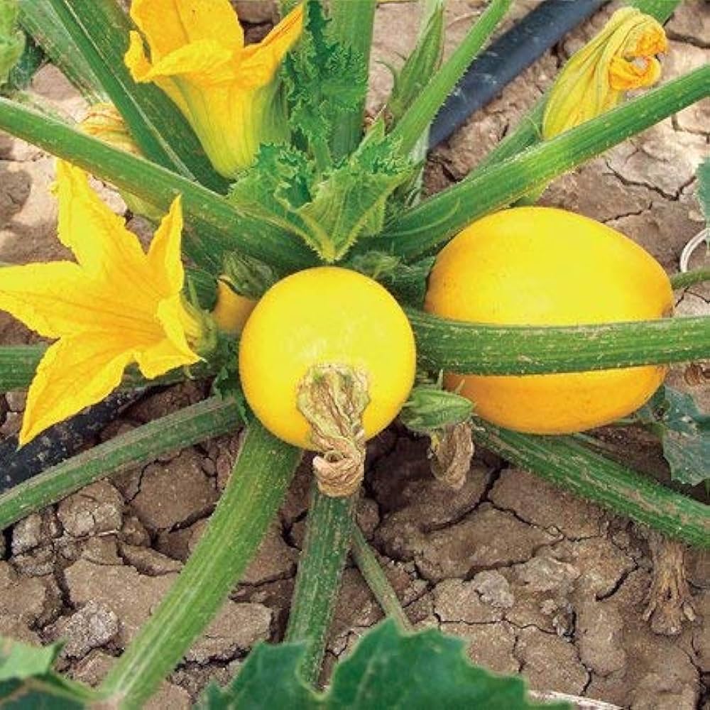 Yellow Zucchini Squash Seeds for Planting – Heirloom & Non-GMO Vegetable Seeds
