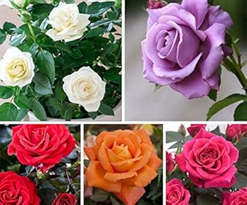 Flower Seeds, Seeds,Seeds For Planting,Plant Seeds