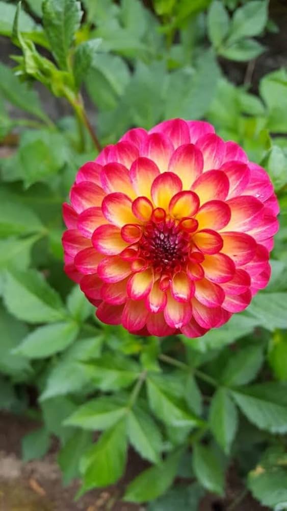 Pink Mix Dahlia Flower Seeds for Planting – Heirloom, Non-GMO, High Germination Organic Garden Seeds