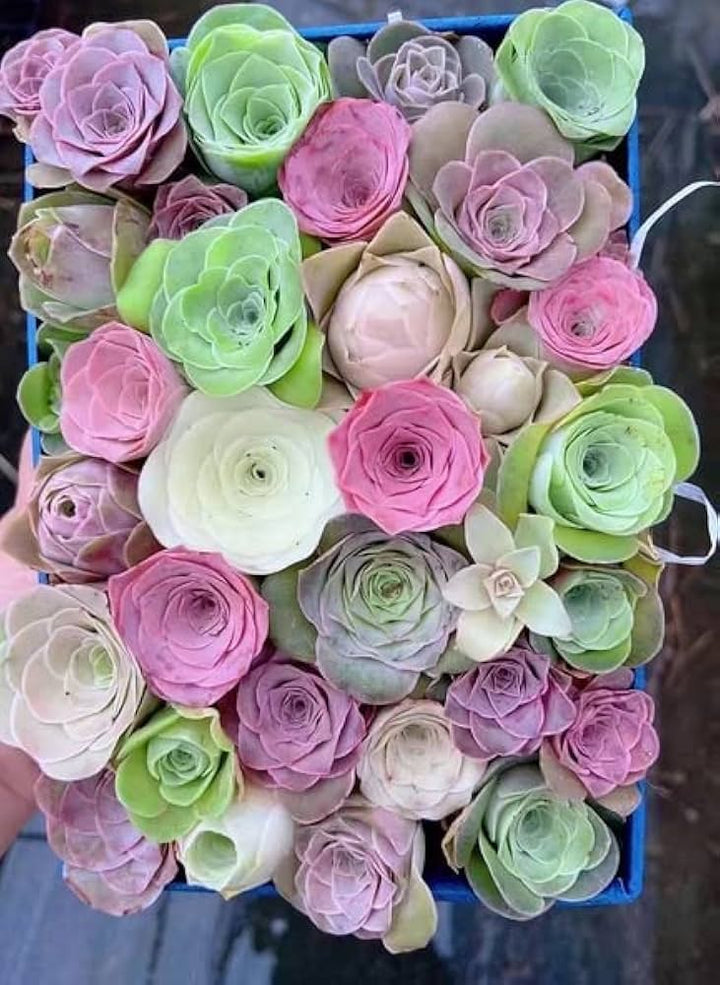 Mixed Colour Greenovia Flower Seeds for Planting – Heirloom, Non-GMO, High Germination, Organic Garden Seeds