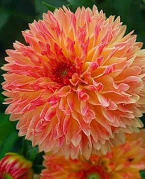 Flower Seeds, Seeds,Seeds For Planting,Plant Seeds
