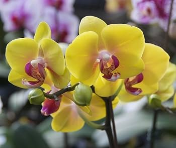 Yellow Orchid Formaldehyde Flower Seeds for Planting – Heirloom Non-GMO, High Germination Organic Garden Seeds