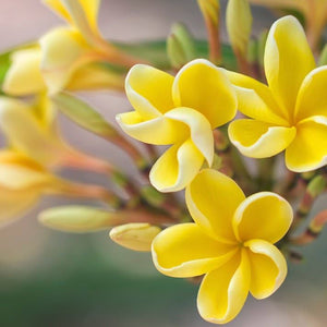 Flower Seeds, Seeds,Seeds For Planting,Plant Seeds