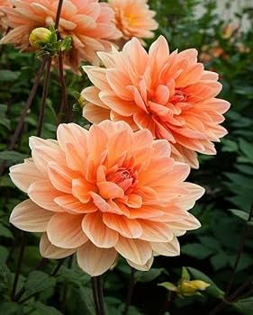 Light Orange Dahlia Flower Seeds for Planting – Heirloom, Non-GMO, Fragrant High Germination Seeds
