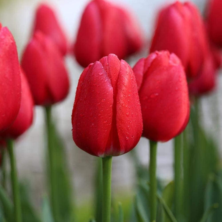 Flower Seeds, Seeds,Seeds For Planting,Plant Seeds