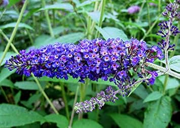 Flower Seeds, Seeds,Seeds For Planting,Plant Seeds