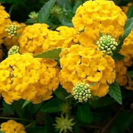 Flower Seeds, Seeds,Seeds For Planting,Plant Seeds