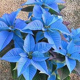 Flower Seeds, Seeds,Seeds For Planting,Plant Seeds