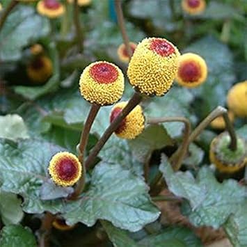 Flower Seeds, Seeds,Seeds For Planting,Plant Seeds