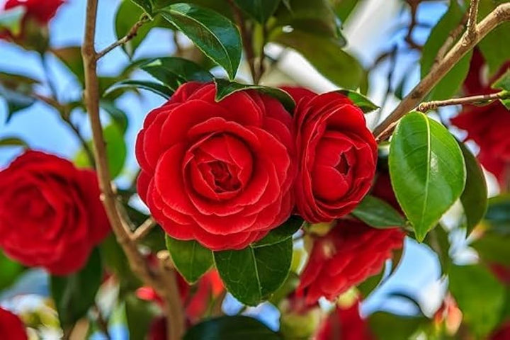 Flower Seeds, Seeds,Seeds For Planting,Plant Seeds