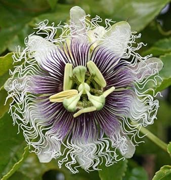 Flower Seeds, Seeds,Seeds For Planting,Plant Seeds