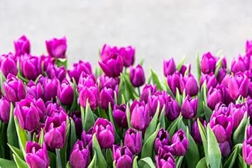Flower Seeds, Seeds,Seeds For Planting,Plant Seeds