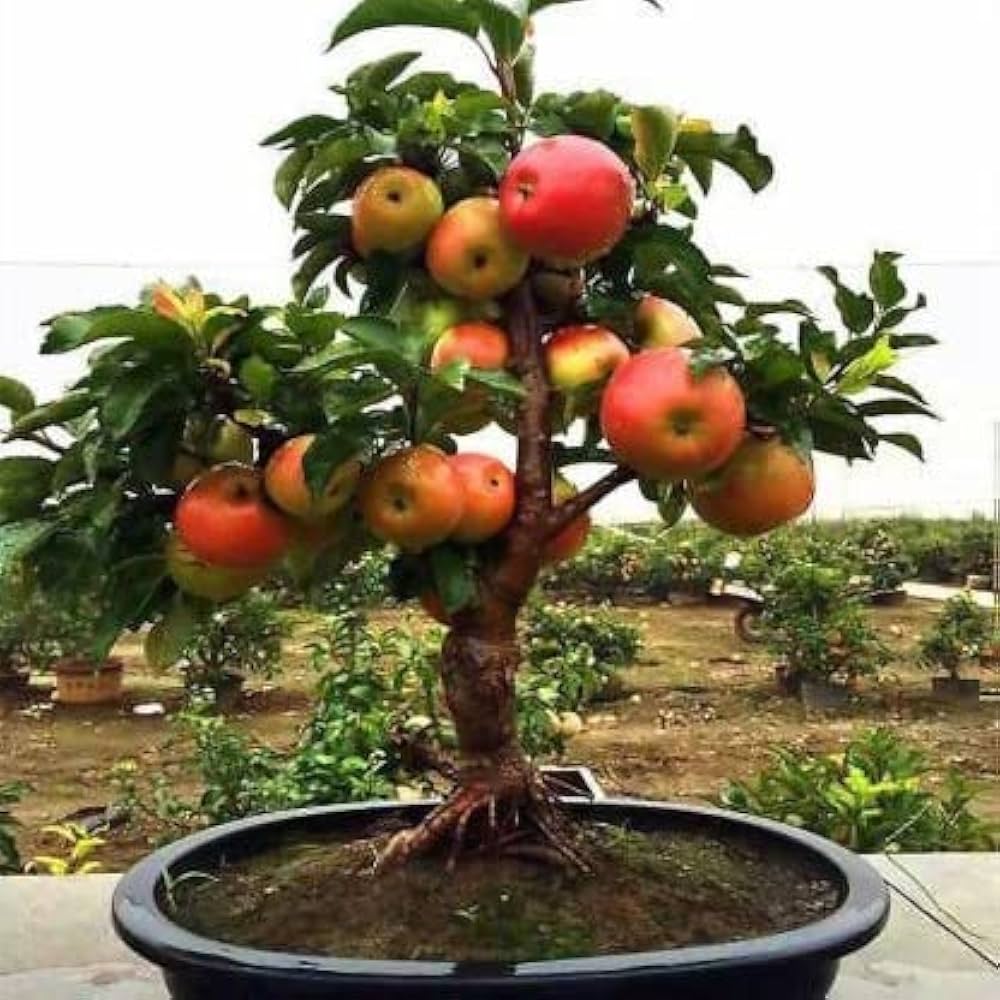 Fruit Seeds,Garden seeds, Seeds For Planting,Plant Seeds