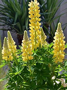 Light Yellow Lupine Flower Seeds for Planting – Heirloom, Non-GMO Sun-Loving Organic Garden Seeds